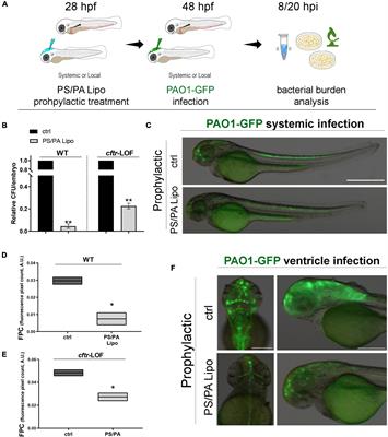 Evaluation of phages and liposomes as combination therapy to counteract Pseudomonas aeruginosa infection in wild-type and CFTR-null models